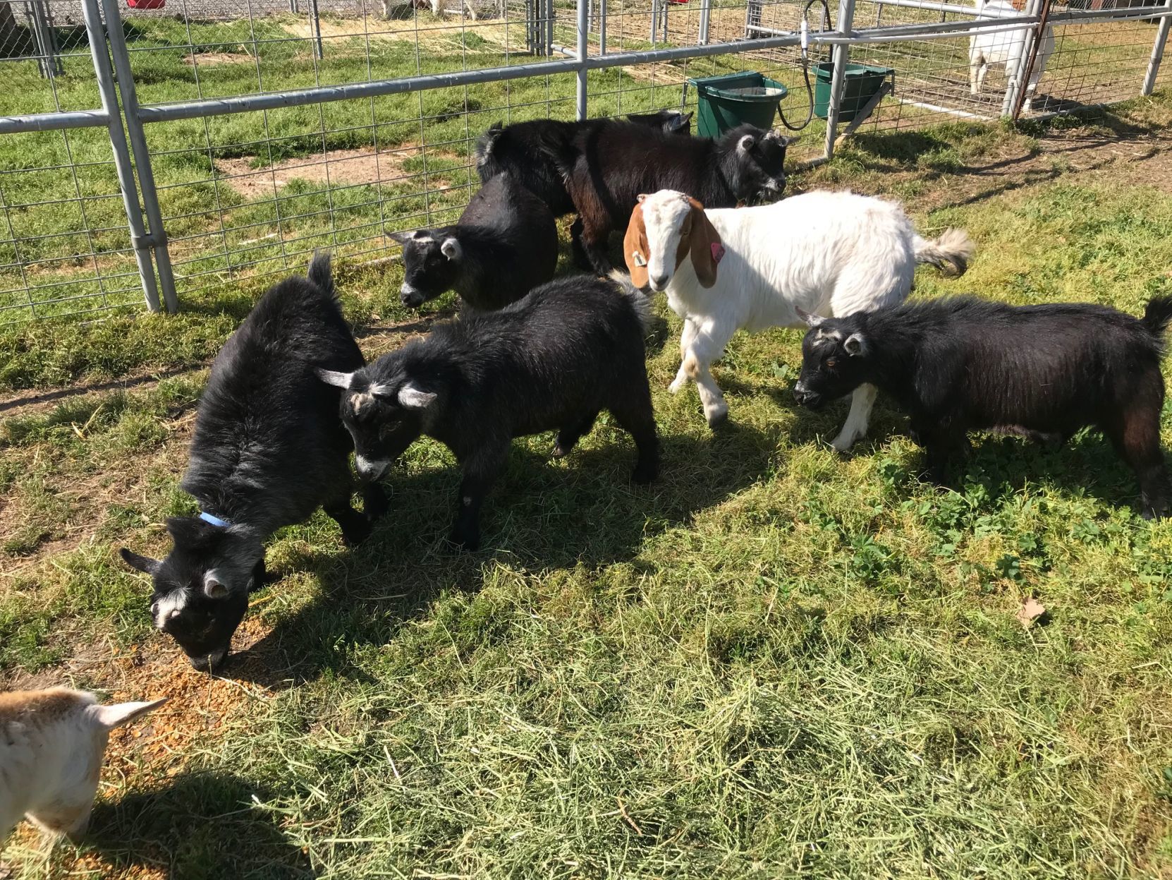Pygmy goats